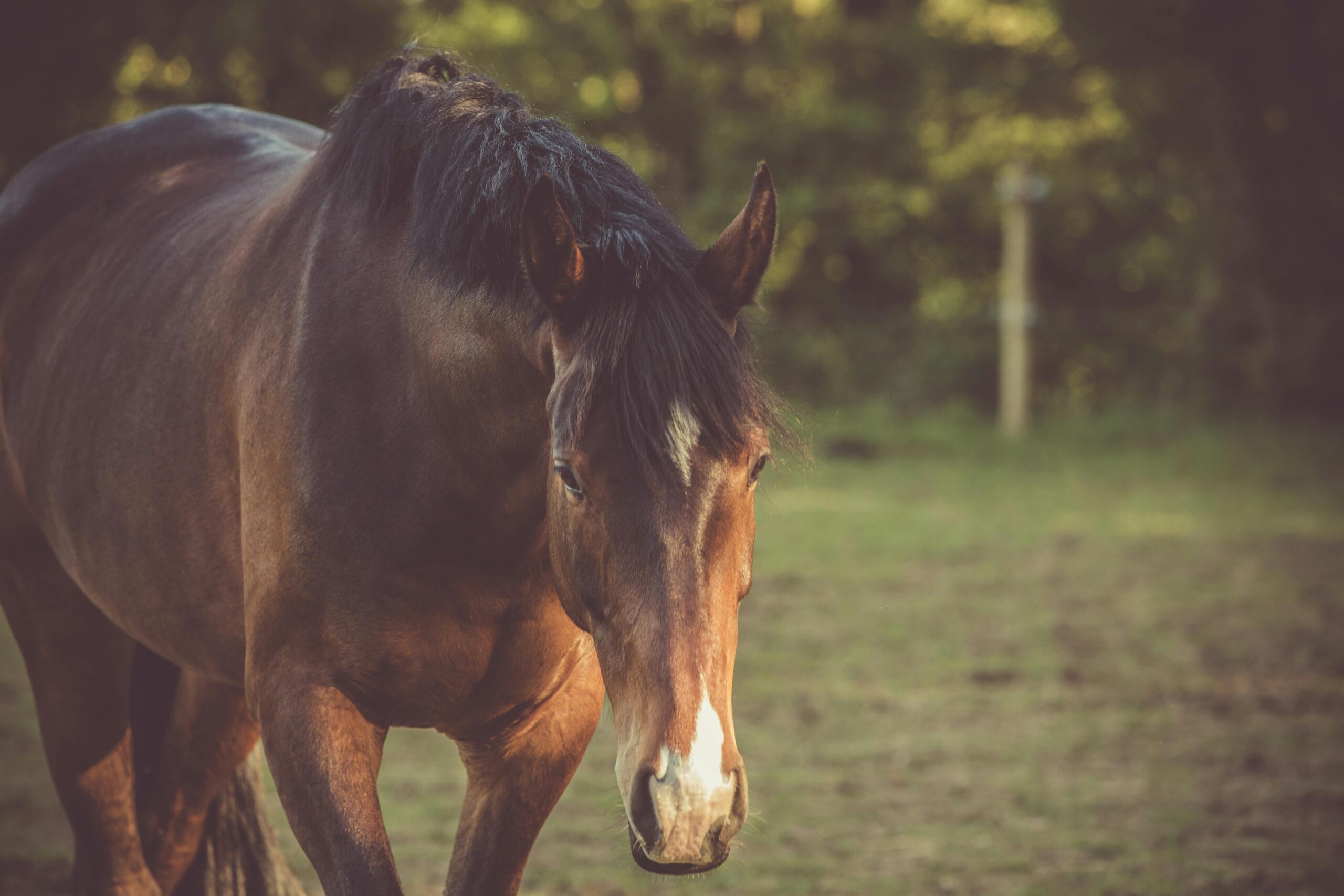 Equine Rehabilitation Services: When Your Horse Needs Specialized Care