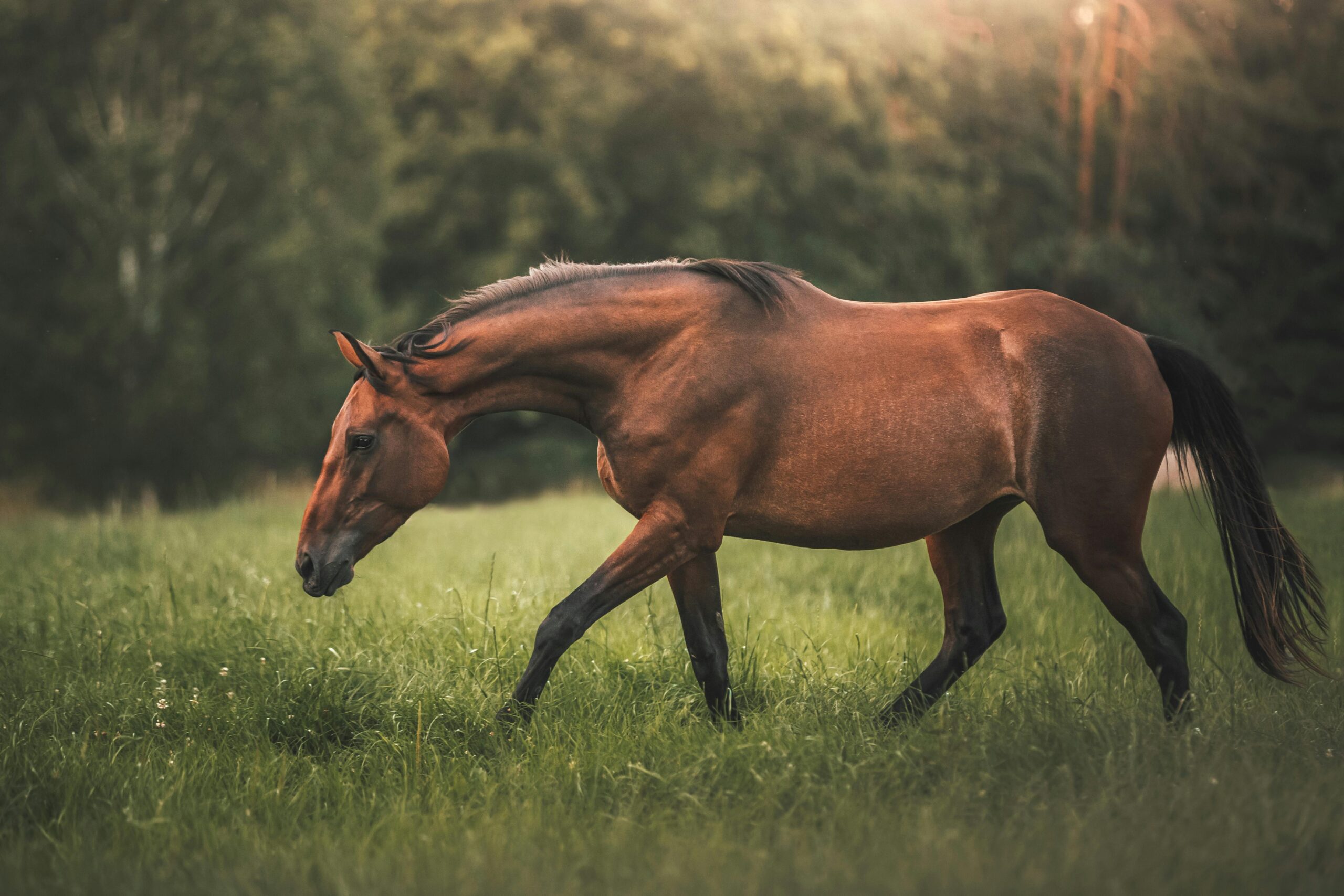 La ‘Pequeña Toscana’ de Madrid: El Secreto Mejor Guardado para el Bienestar Equino